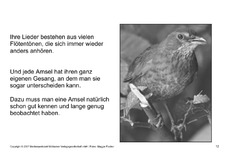 Bilderbuch-Amsel-SW-12.pdf